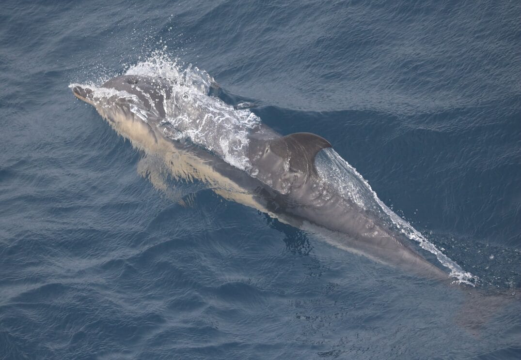 Fotografía de delfines saltando desde el océano