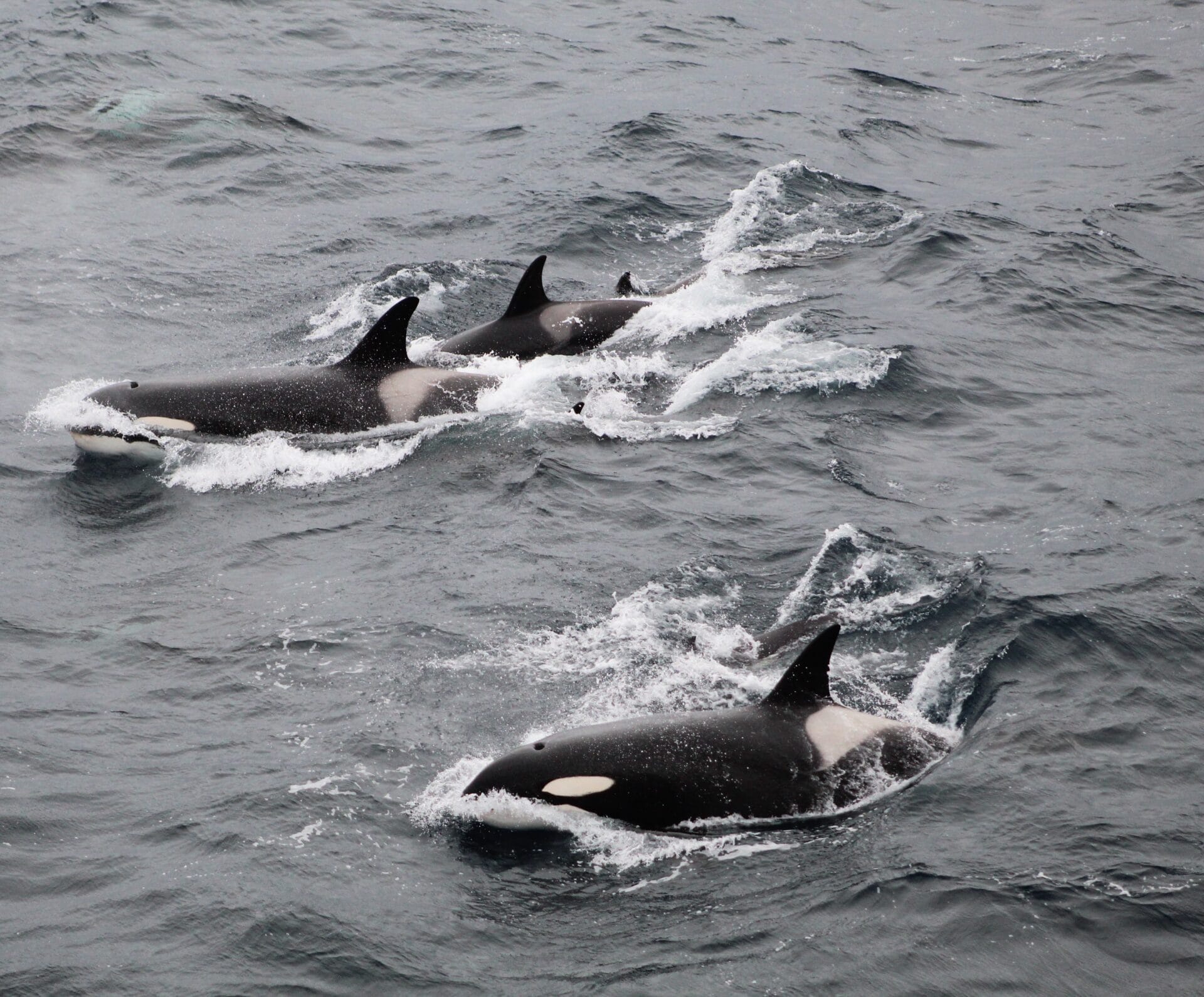 Fotografía de Orcas